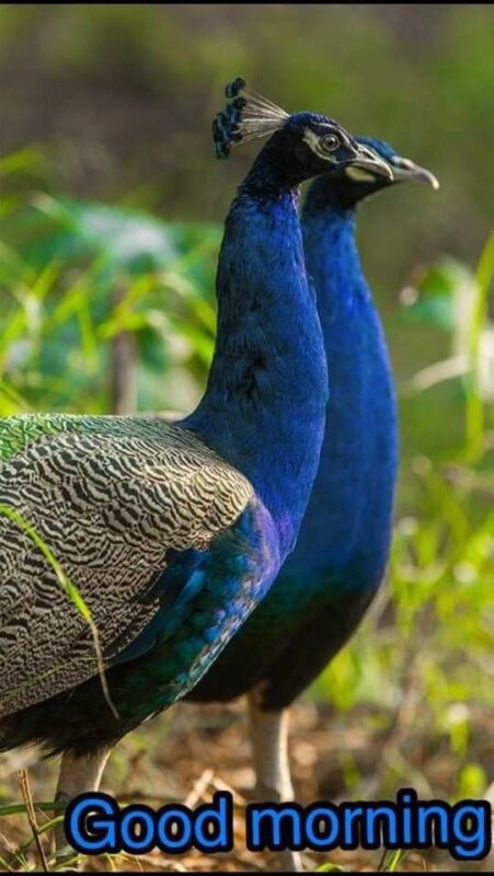 Wonderful Morning Peacocks