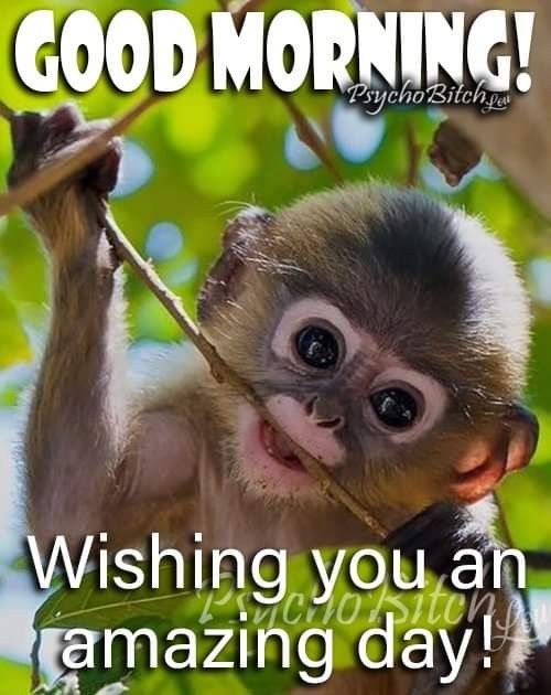 Amazing Good Monkey Morning
