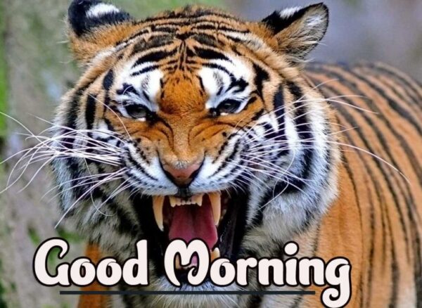 Beautiful Tiger Good Morning Photo