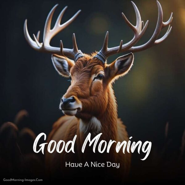 Cool Good Morning Deer Image