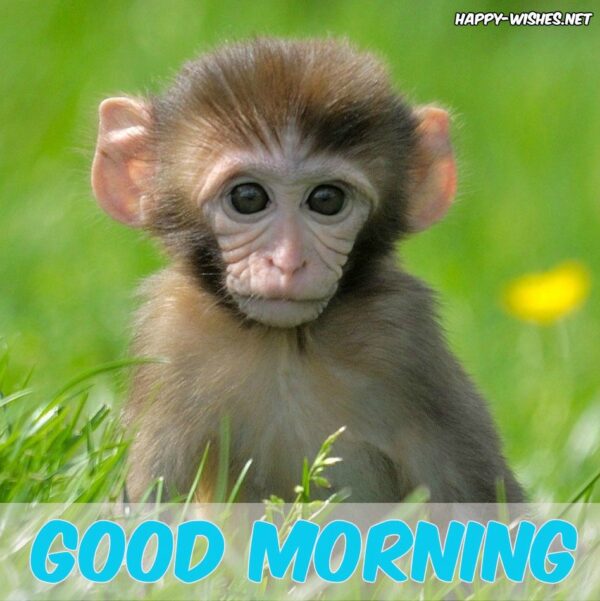 Cute Monkey Good Morning