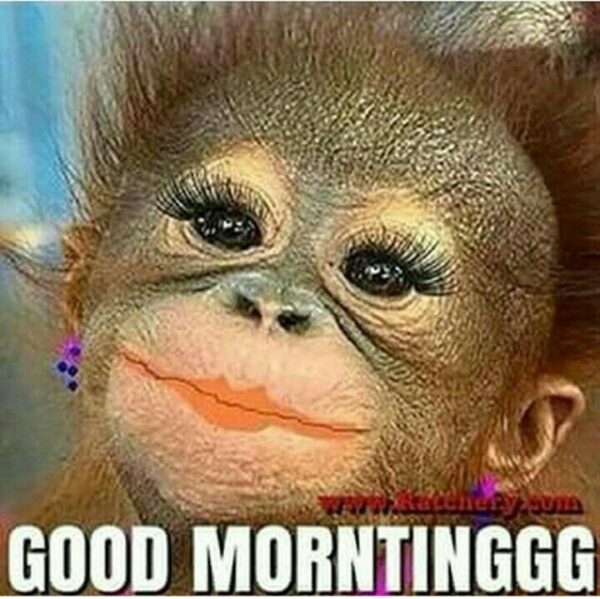 Cute Monkey Good Morningggg