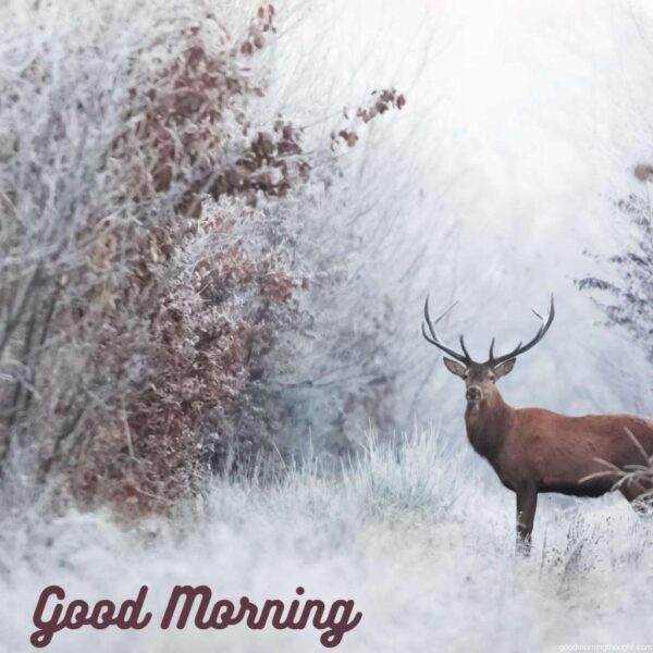 Faerie Winter Good Morning Winter Images