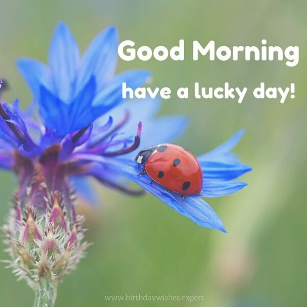 Good Morning Beautiful Ladybug Lucky Day