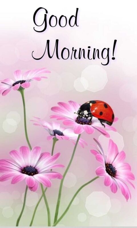 Good Morning Beautiful Ladybug Pink