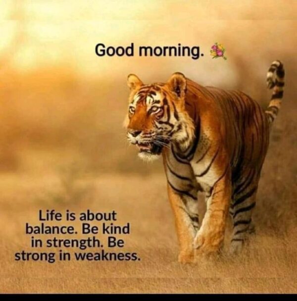 Good Morning Cool Tiger Life Is About