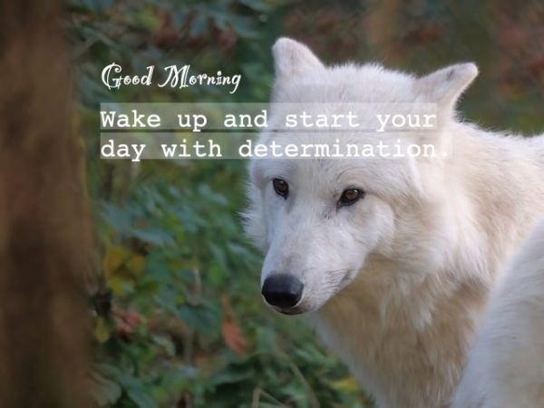 Good Morning Cool Wolf Wake Up