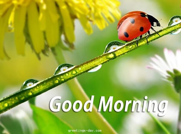 Good Morning Cute Ladybug