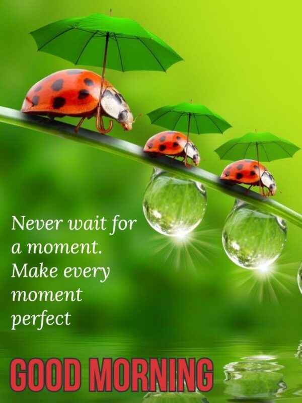 Good Morning Cute Ladybug Quote Image