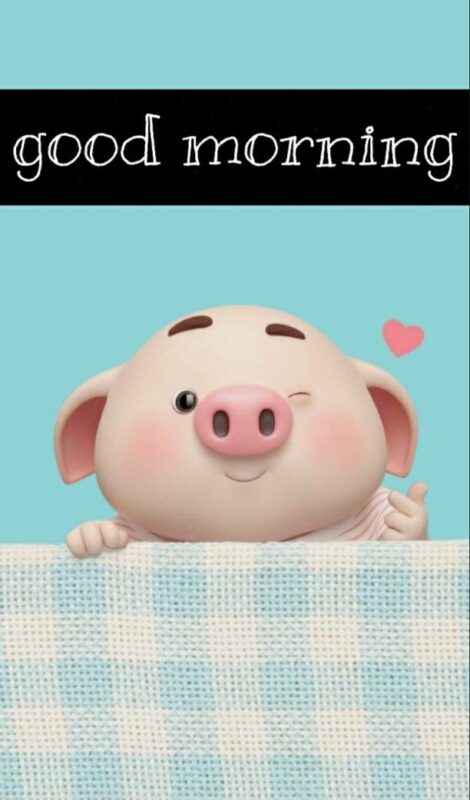 Good Morning Cute Piggy