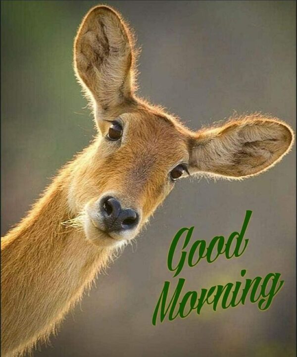 Good Morning Deer Pic