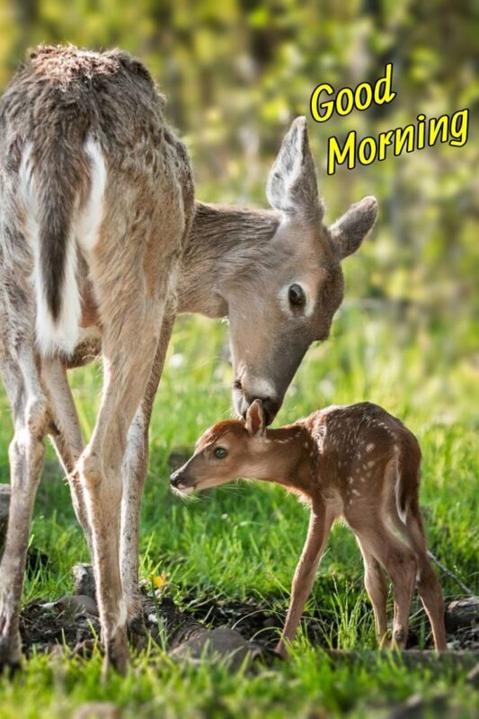 Good Morning Deer Pics