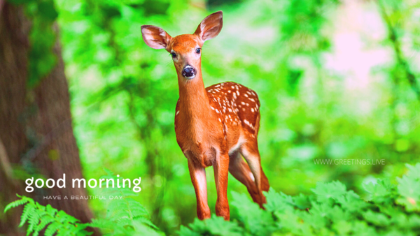 Good Morning Deer Wilde Animal Greetings