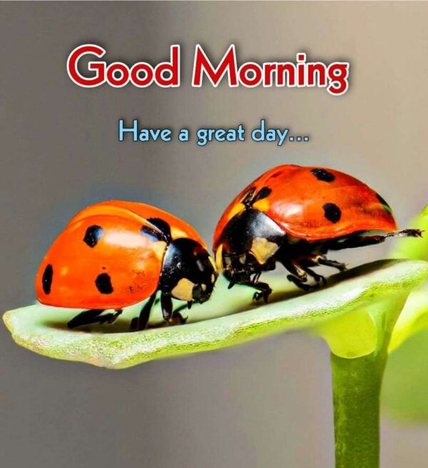Good Morning Ladybug Have A Great Day