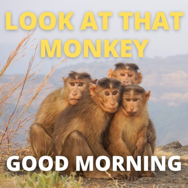 Good Morning Memes Monkey Image