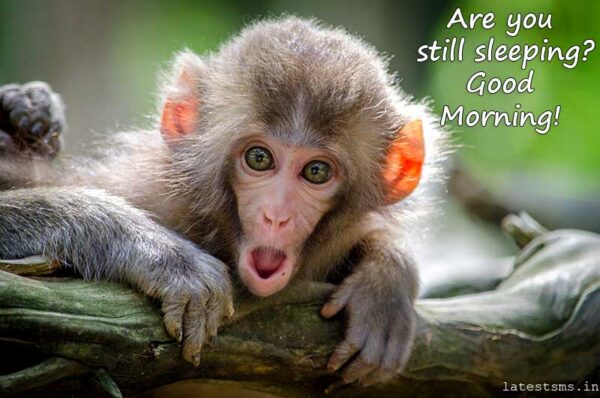 Good Morning Monkey Are You Still