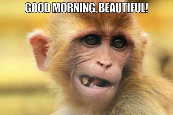 Good Morning Monkey Meme