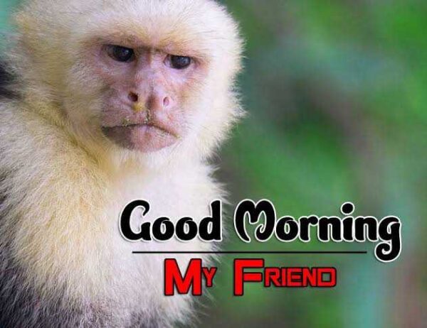 Good Morning Monkey My Friend