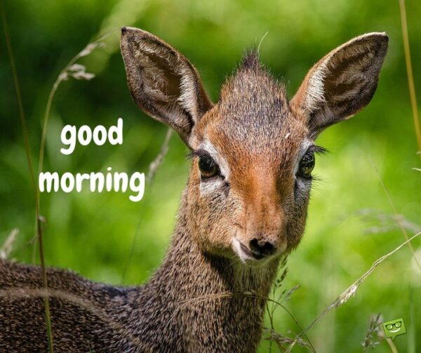 Good Morning With Deer
