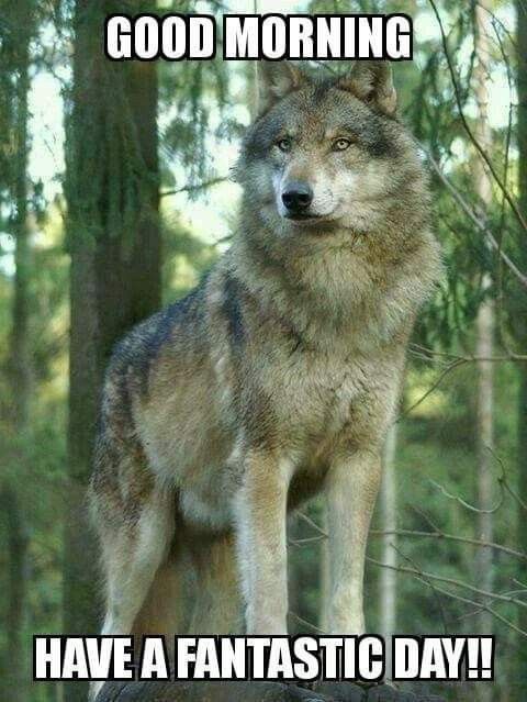 40+ Good Morning Wolf Images - Good Morning Wishes