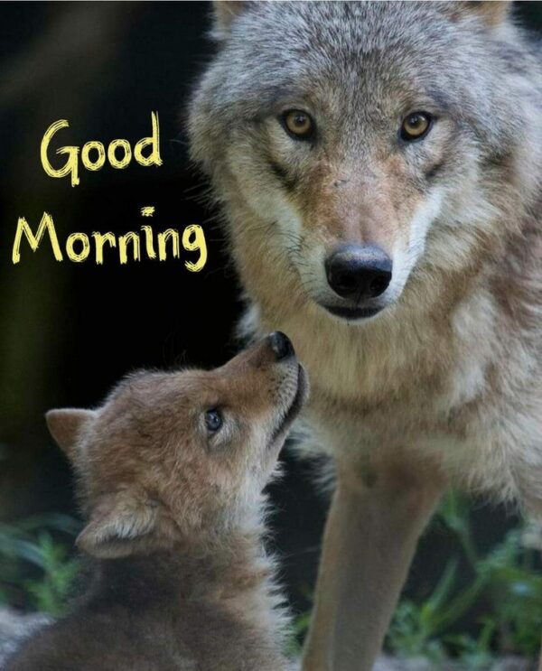 Good Morning Wolf Picture