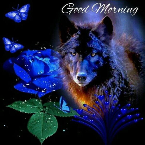 Good Morning Wonderful Wolf Image