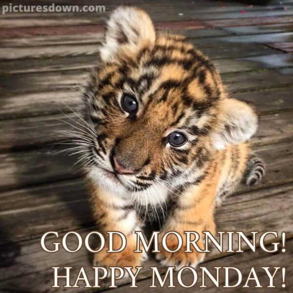 Happy Monday Blessings Image Little Tiger Cub