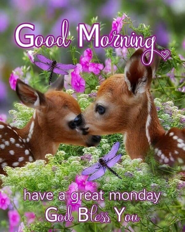 Have A Great Monday Beautiful Deer Good Morning