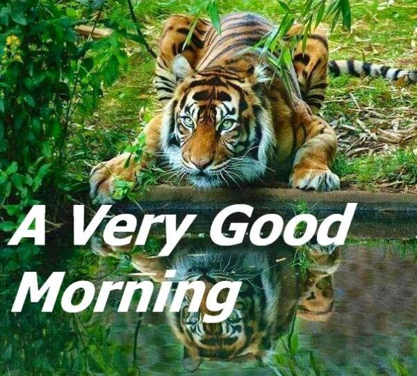 Hello, I Am The Royal Bengal Tiger Good Morning