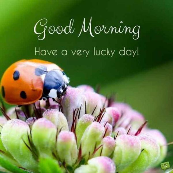 Lucky Day Good Morning Beautiful Ladybug