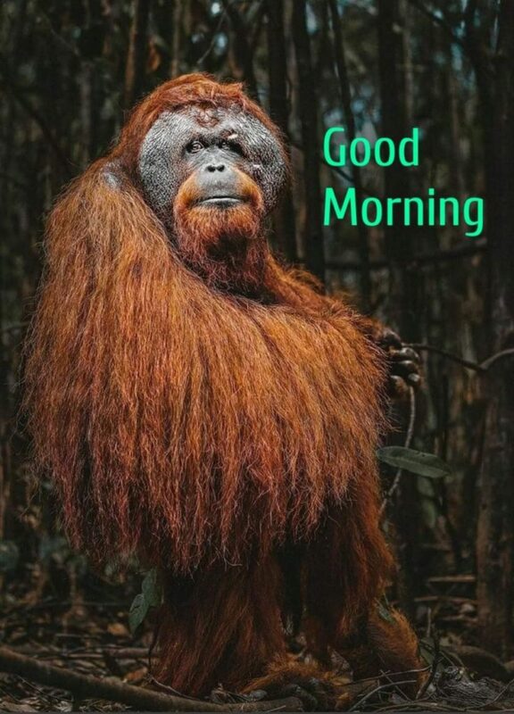 Monkey Good Morning Image