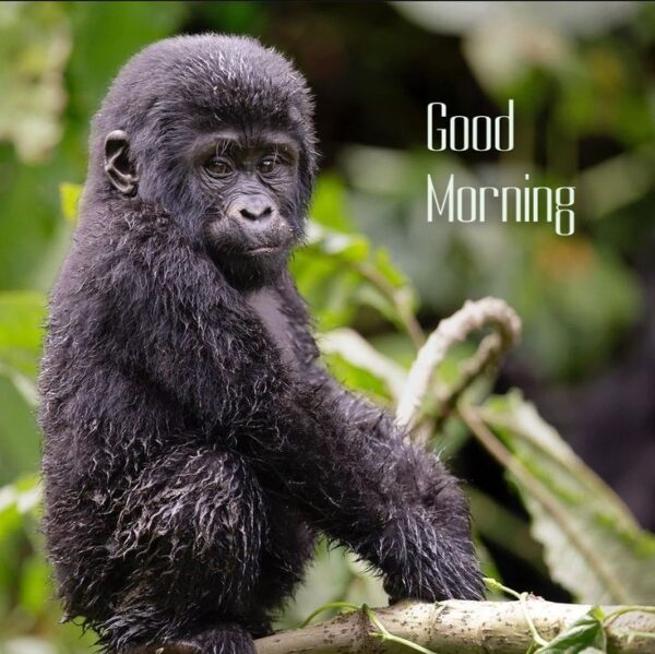 Monkey Good Morning Photo