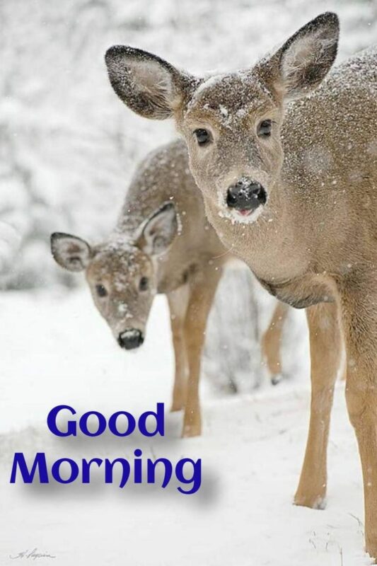Photo Of Good Morning Beautiful Deer