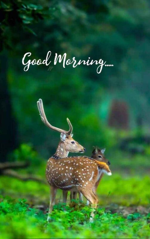 Wonderful Deer Good Morning Images
