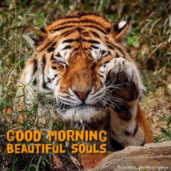 Wonderful Tiger Good Morning Beautiful Souls