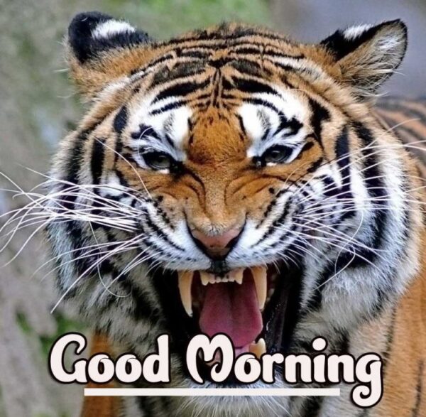 Wonderful Tiger Good Morning Image