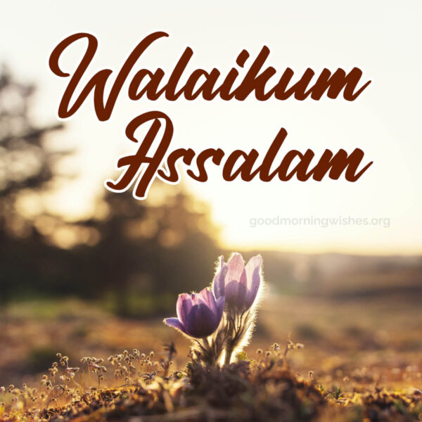 Lovely Good Morning Walaikum Assalam