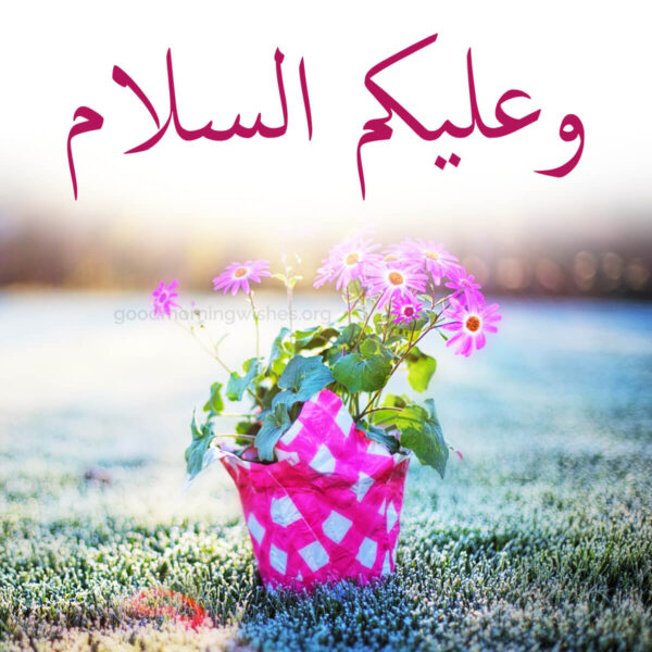 Lovely Good Morning Walaikum Assalam Image
